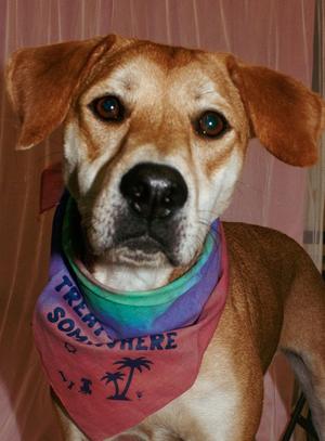 Bonnie (26-160 D), Mountain Cur, young, available for adoption