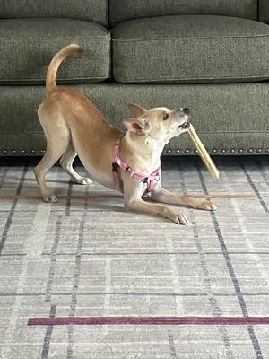 a small dog wearing a pink harness, holding a wooden stick in its mouth, standing on a patterned rug in front of a green couch