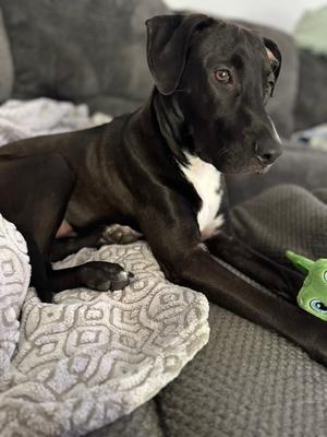 Briar (26-024 D), Mixed Breed, puppy, available for adoption