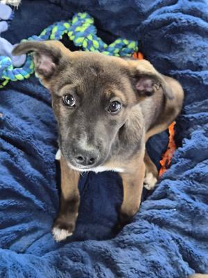 Riot (26-195 D), Mixed Breed, puppy, available for adoption