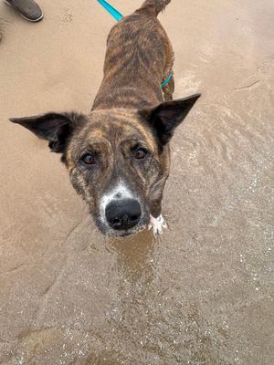 A brindle dog with a black and brown coat, standing on a sandy beach, looking up at the camera. The dog has a white patch on its chest and is wearing a blue leash.