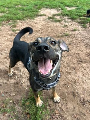 Rome (26-169 D), Mixed Breed, young, available for adoption