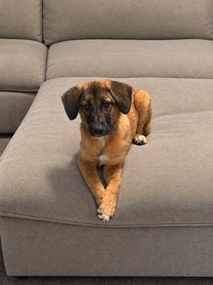 A brown and black dog sitting on a gray couch