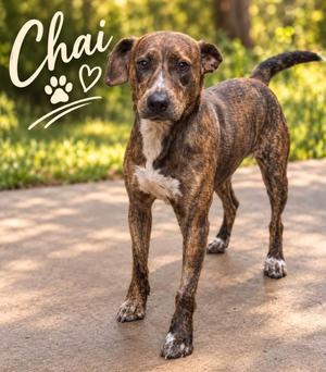 Chai (26-181 D), Mixed Breed, adult, available for adoption