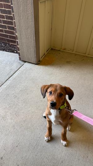 Blossom (26-188 D), Mixed Breed, puppy, available for adoption