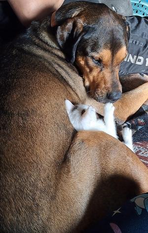 Jessie (22-004 D), Mixed Breed, adult, available for adoption