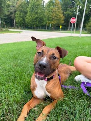 Nutmeg (26-173 D), Mixed Breed, adult, available for adoption