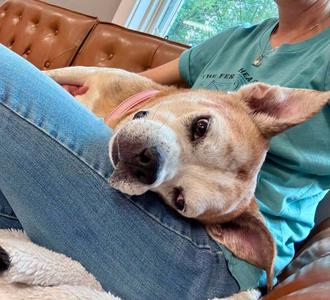 Chef (26-149 D), Mixed Breed, senior, available for adoption