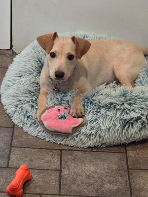 A light-colored puppy with floppy ears is lying on a fluffy blue dog bed with a pink donut toy.