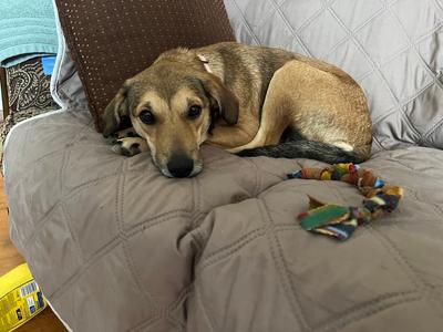 A medium-sized mixed-breed dog with brown and tan fur lies on a quilted sofa, looking towards the camera with a toy nearby.