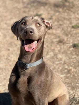 A happy brown dog with a gray collar, sitting outdoors with its mouth open and tongue out, looking up at the camera.