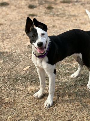 Panda, Australian Cattle Dog, puppy, available for adoption