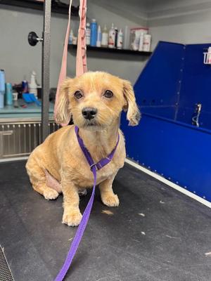 Bernie, Poodle (Miniature), adult, available for adoption