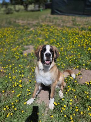 Moose, St. Bernard, young, available for adoption