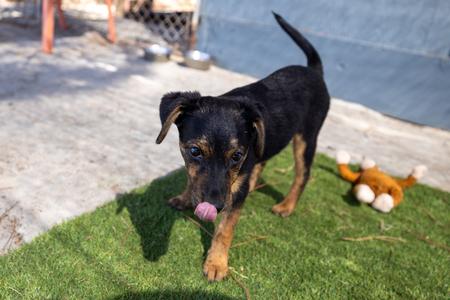 Daphne, Blue Heeler, puppy, available for adoption