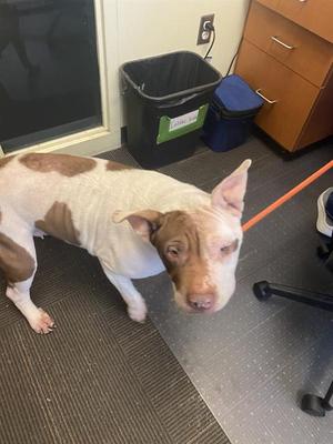 PEPPA PIGGY, Pit Bull Terrier / Chinese Shar-Pei, adult, available for adoption