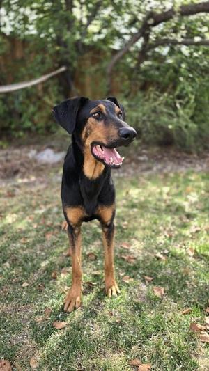 JIM, Doberman Pinscher / German Shepherd Dog, adult, available for adoption