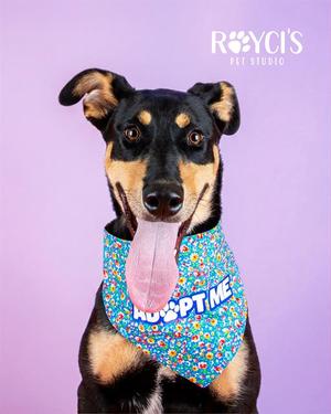 LULA, Doberman Pinscher, young, available for adoption