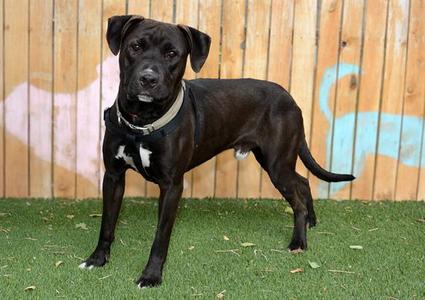 SWIPER, Pit Bull Terrier, adult, available for adoption