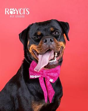 POT ROAST, Rottweiler / Boxer, adult, available for adoption