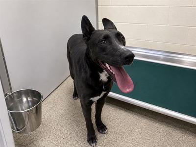 IBIZA, Pit Bull Terrier, adult, available for adoption