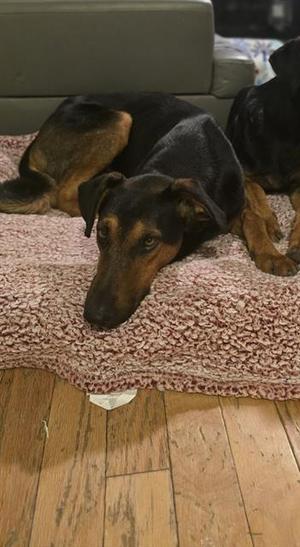 DWIGHT, Doberman Pinscher / German Shepherd Dog, adult, available for adoption