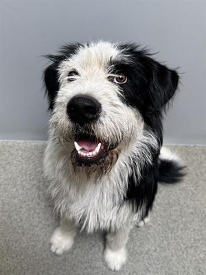 MADDEN, Old English Sheepdog / Poodle (Standard), adult, available for adoption