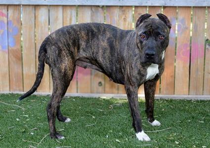 KIRA, Pit Bull Terrier, adult, available for adoption