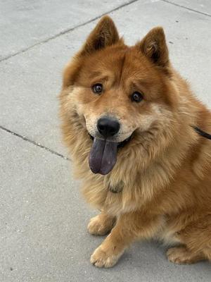 MINNOW, Chow Chow, adult, available for adoption