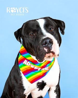 GARGOYLE, Pit Bull Terrier, adult, available for adoption