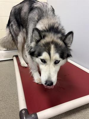 NOVA *MEADOW*, Siberian Husky, adult, available for adoption