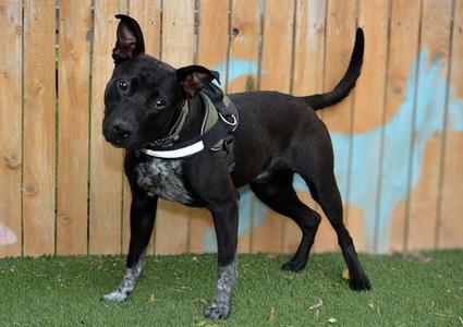 KEEPER, Labrador Retriever, adult, available for adoption