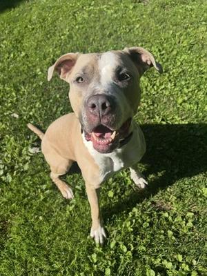 Trio, Pit Bull Terrier / Mixed Breed, adult, available for adoption