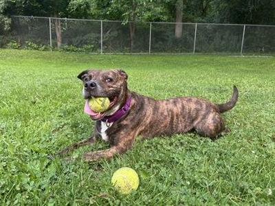 A brindle-colored dog with a purple collar is lying on a grassy field, holding a yellow tennis ball in its mouth. Another yellow tennis ball is on the grass nearby.