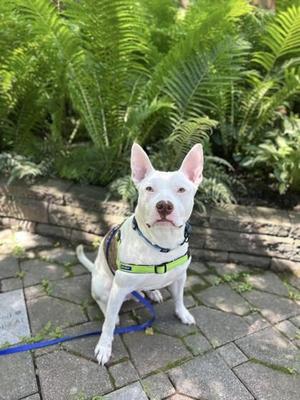 Finnie, Pit Bull Terrier / Mixed Breed, adult, available for adoption