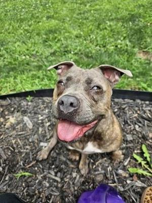 Bella, Pit Bull Terrier / Mixed Breed, adult, available for adoption