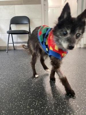 Chewy, Pomeranian / Mixed Breed, senior, available for adoption