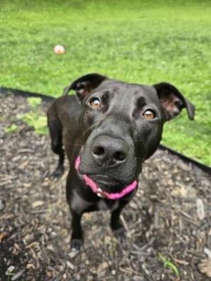 Novi, Pit Bull Terrier / Mixed Breed, adult, available for adoption
