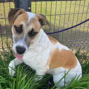 Bernie, Terrier, Pit Bull, young, available for adoption