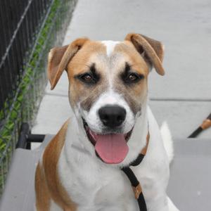 Bernie, Terrier, Pit Bull, young, available for adoption