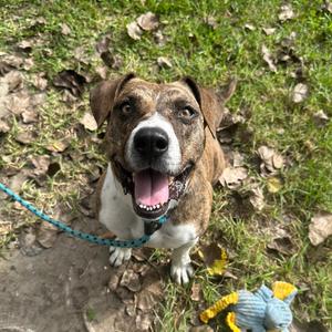 Cali, Terrier, Pit Bull, available for adoption