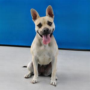 Baby, Pug, adult, available for adoption