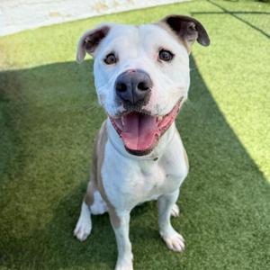 Aaron, Terrier, American Staffordshire, adult, available for adoption