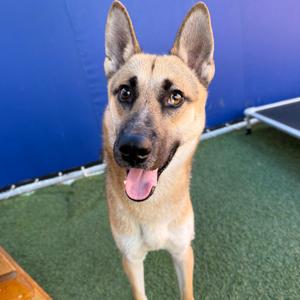 Geno, Shepherd, young, available for adoption