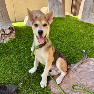 Bob, Pyrenees, Great, young, available for adoption