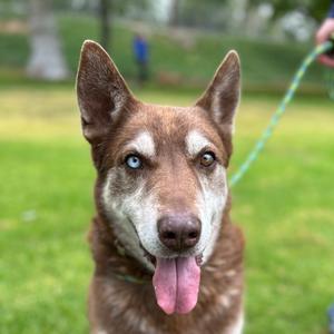 Bradley, Husky, adult, available for adoption