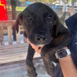 Coral, Retriever, Labrador, young, available for adoption