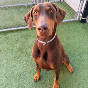 A brown Doberman Pinscher sitting on green artificial grass, wearing a white collar with a tag.