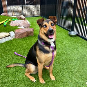 Blue, Shepherd, German, adult, available for adoption