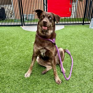 Coco Puff, Husky, adult, available for adoption